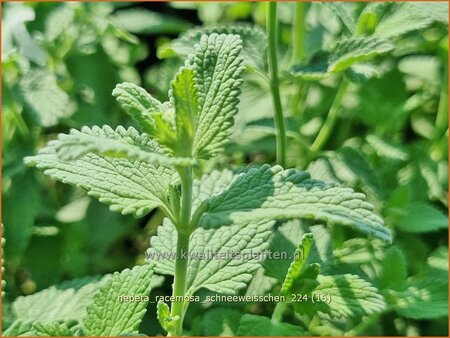 Nepeta racemosa 'Schneeweißchen'