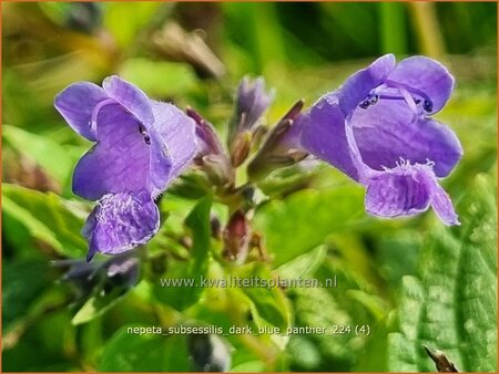 Nepeta subsessilis 'Dark Blue Panther'