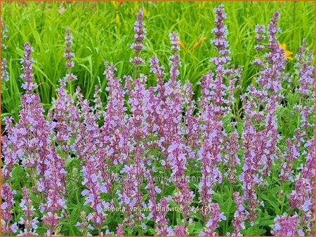 Nepeta 'Veluw's Blauwtje'