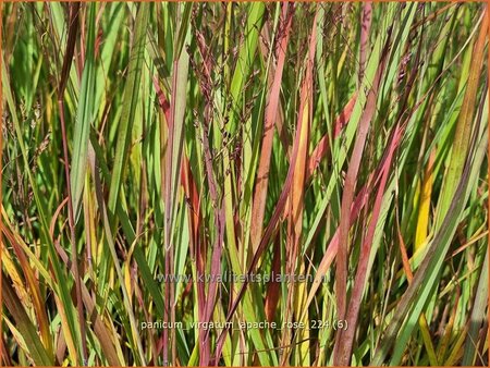 Panicum virgatum &#39;Apache Rose&#39;