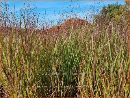 Panicum virgatum &#39;Apache Rose&#39;