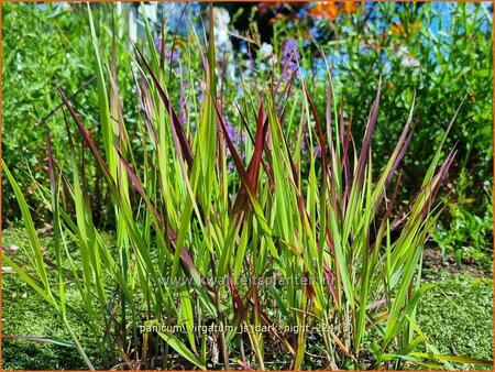 Panicum virgatum 'JS Dark Night'