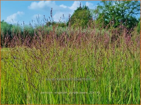 Panicum virgatum &#39;Purple Tears&#39;