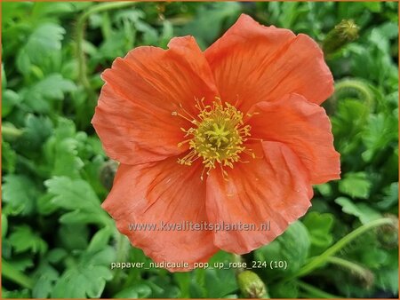 Papaver nudicaule &#39;Pop-up Rose&#39;