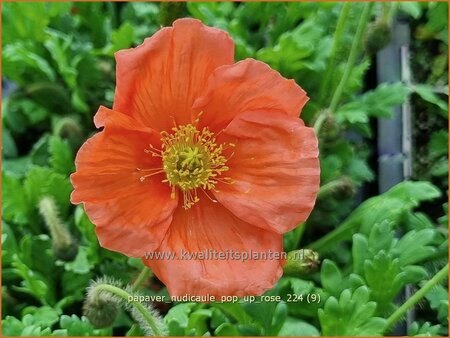 Papaver nudicaule &#39;Pop-up Rose&#39;