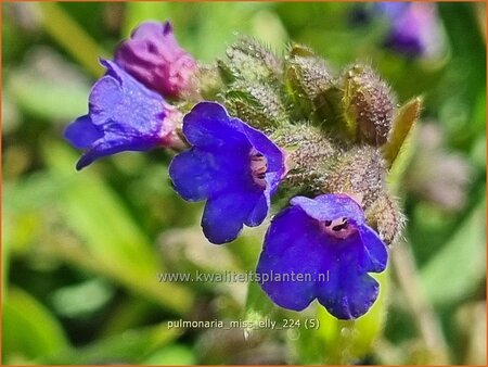 Pulmonaria 'Miss Elly'