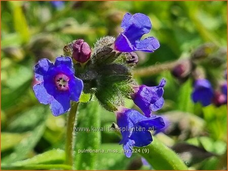 Pulmonaria 'Miss Elly'