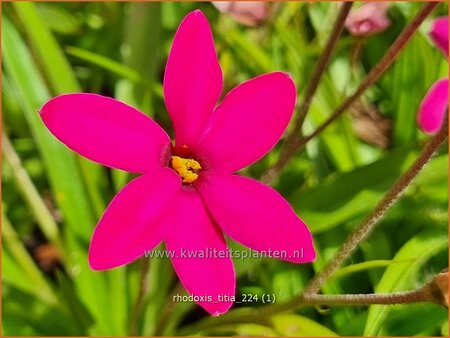 Rhodoxis 'Titia'