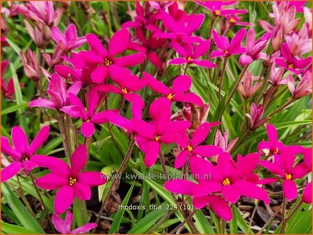 Rhodoxis 'Titia'