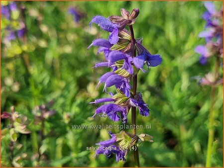 Salvia 'Carina'