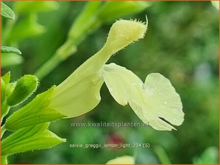 Salvia greggii &#39;Lemon Light&#39;