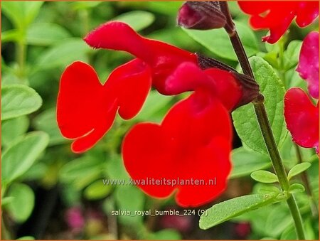 Salvia &#39;Royal Bumble&#39;