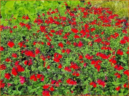 Salvia &#39;Royal Bumble&#39;