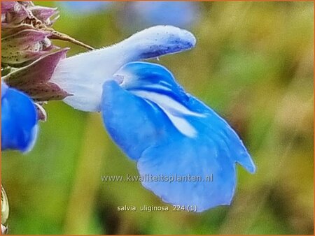 Salvia uliginosa