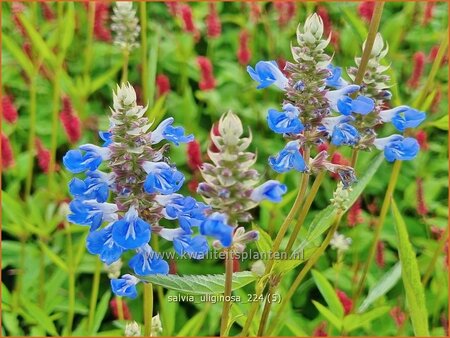 Salvia uliginosa