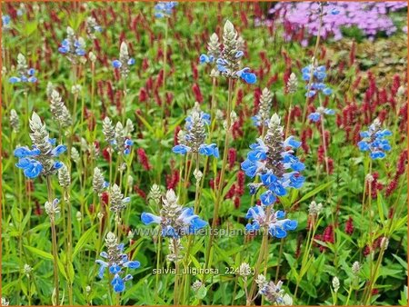 Salvia uliginosa