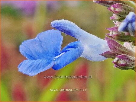 Salvia uliginosa