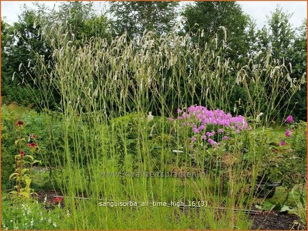 Sanguisorba tenuifolia 'All Time High'