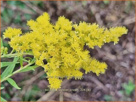 Solidago &#39;Loysder Crown&#39;