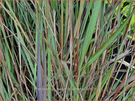 Sorghastrum nutans &#39;JS Winnetou&#39;