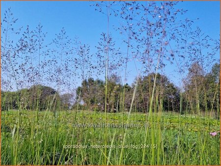 Sporobolus heterolepis &#39;Blue Fog&#39;