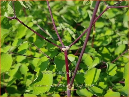 Thalictrum aquilegifolium 'The Cloud'