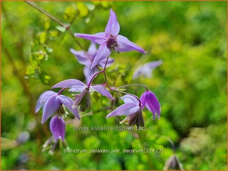 Thalictrum delavayi var. decorum