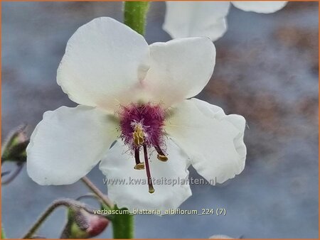 Verbascum blattaria &#39;Albiflorum&#39;