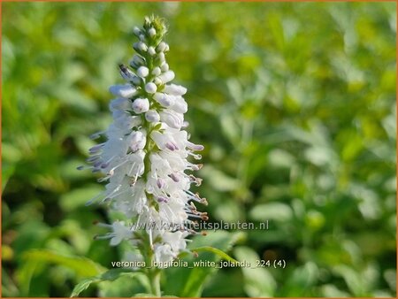 Veronica longifolia &#39;White Jolanda&#39;