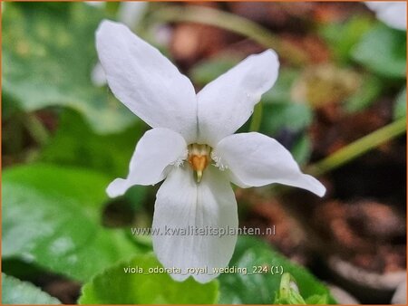 Viola odorata 'Royal Wedding'