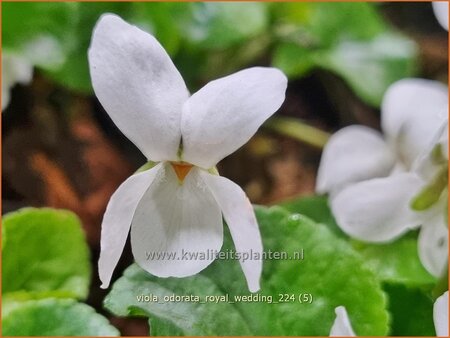 Viola odorata 'Royal Wedding'