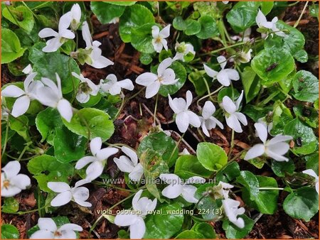 Viola odorata 'Royal Wedding'