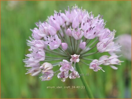 Allium 'Iden Croft'