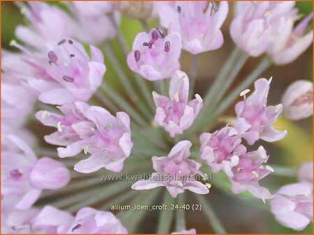 Allium 'Iden Croft'