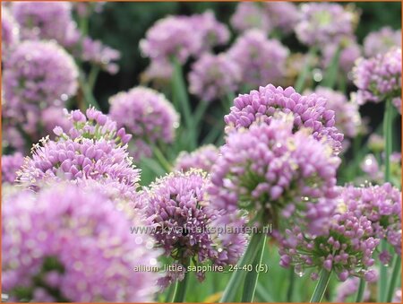 Allium &#39;Little Sapphire&#39;