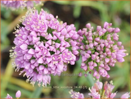 Allium &#39;Little Sapphire&#39;