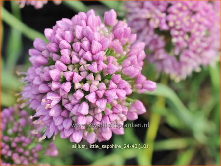 Allium 'Little Sapphire'