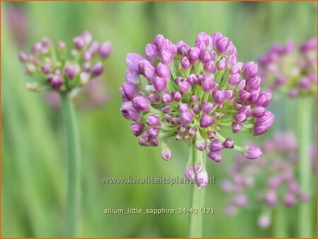 Allium 'Little Sapphire'