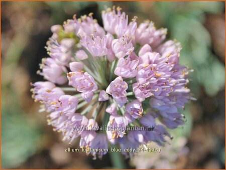 Allium lusitanicum 'Blue Eddy'