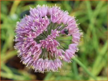 Allium nutans 'Esmee'