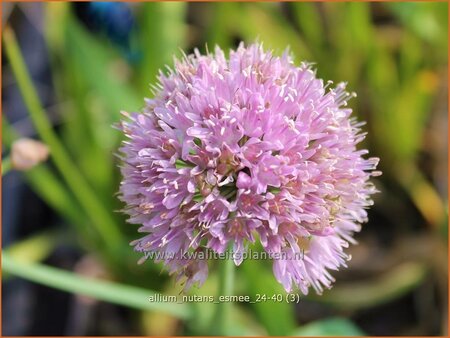 Allium nutans 'Esmee'