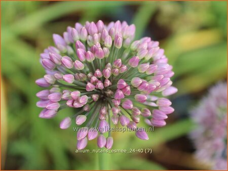 Allium nutans 'Esmee'