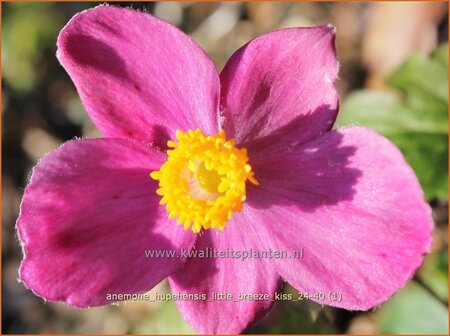 Anemone hupehensis &#39;Little Breeze Kiss&#39;