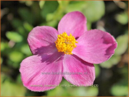 Anemone hupehensis &#39;Little Breeze Kiss&#39;