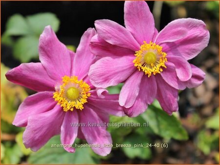 Anemone hupehensis 'Little Breeze Pink'