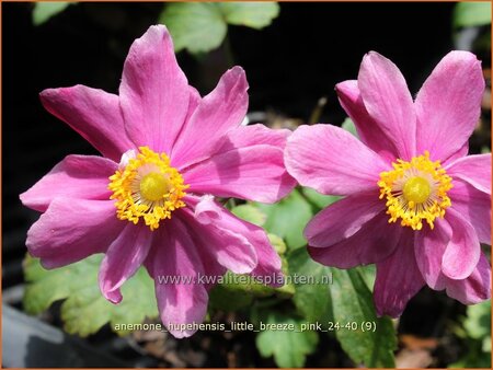 Anemone hupehensis 'Little Breeze Pink'