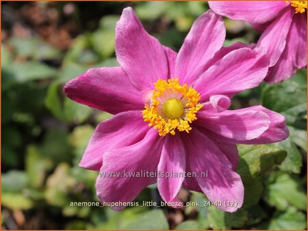 Anemone hupehensis 'Little Breeze Pink'