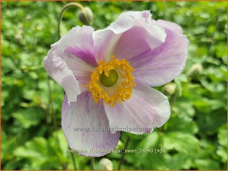 Anemone hybrida 'Regal Swan'