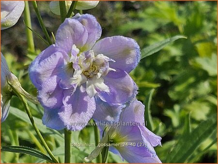 Delphinium 'Gossamer' (pot 11 cm)