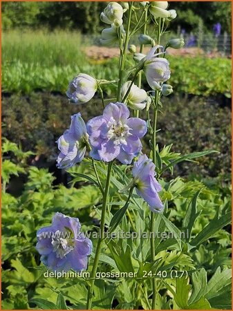 Delphinium 'Gossamer' (pot 11 cm)